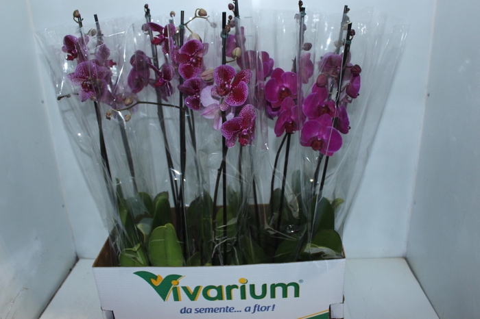<h4>PHALAENOPSIS MIX P12 ROSA</h4>