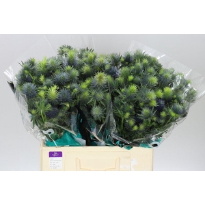 Eryngium Supernova