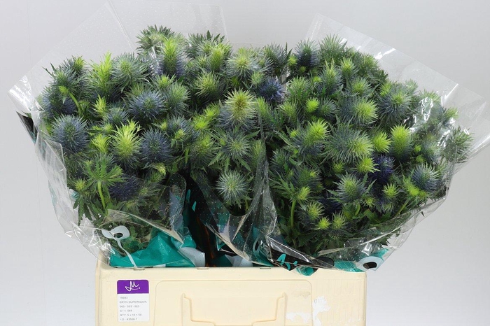 <h4>Eryngium Supernova</h4>