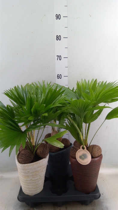 <h4>Livistona rotundifolia</h4>