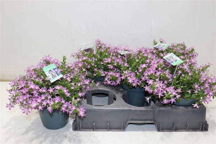 <h4>Camp Poscharskyana Pink</h4>