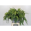Setaria Italica Volle Melk