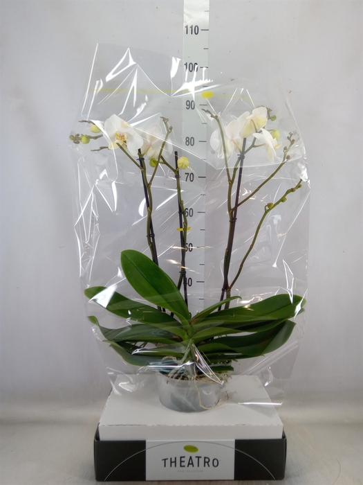 <h4>Phalaenopsis   ...white</h4>