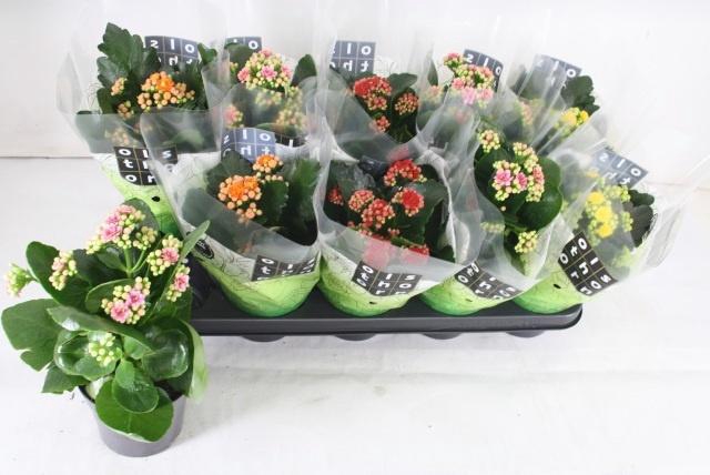 <h4>KAL GE GEM 4 KL</h4>