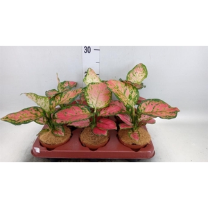Aglaonema   ...