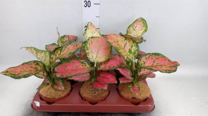 <h4>Aglaonema ...</h4>