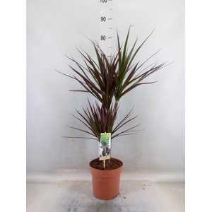 Dracaena   ...mix