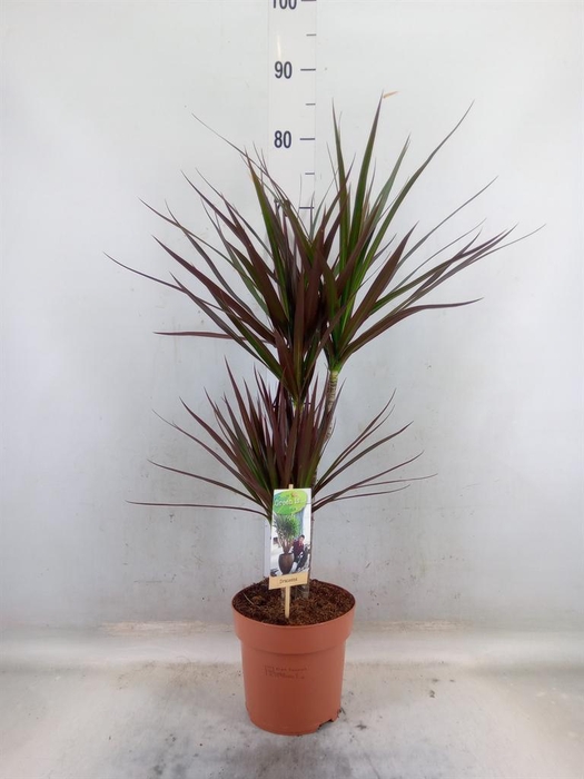 <h4>Dracaena   ...mix</h4>