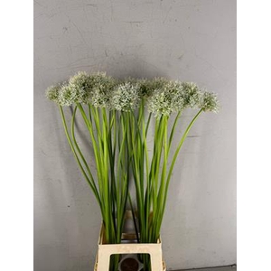 Allium Mount Everest