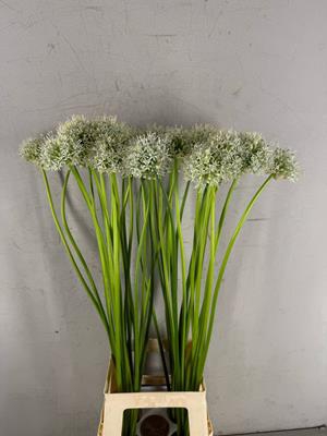 <h4>Allium Mount Everest</h4>