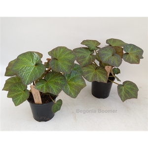 Begonia Boomer 14cm [Turtle Begonia]