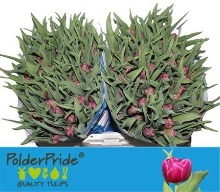 <h4>Tu Du World Bowl</h4>