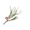 Platycerium Plant Green