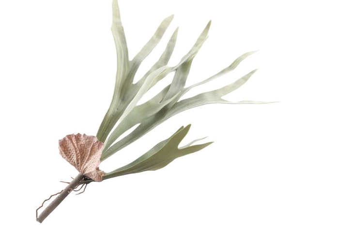 Platycerium Plant Green