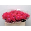 Nutans paint cerise