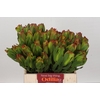 Leucadendron Laurel Yellow