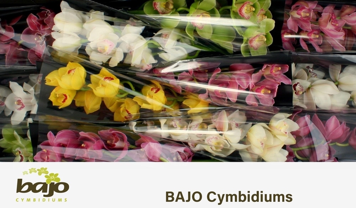 <h4>CYMB T GEM</h4>