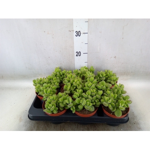 Cotyledon tome. ladys.