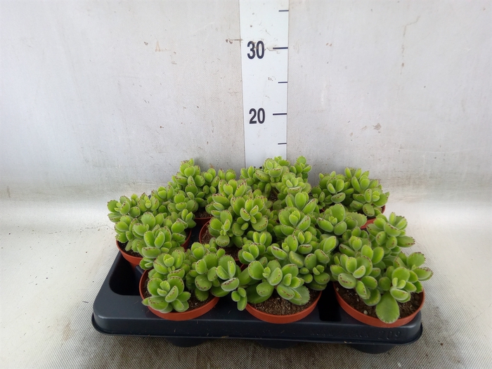 <h4>Cotyledon tome. ladys.</h4>