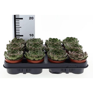Echeveria   ...