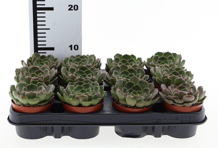 <h4>Echeveria   ...</h4>