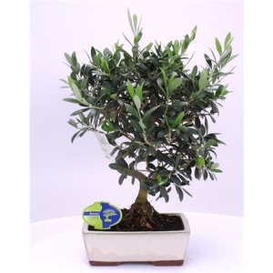 Olea europaea, pot 21cm.