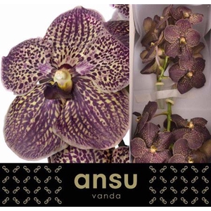 Vanda Su Choc Brown