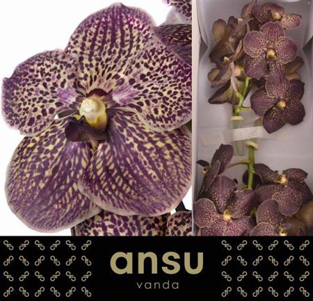 Vanda Su Chocolate Brown