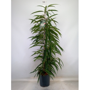 Ficus binn. 'Alii'