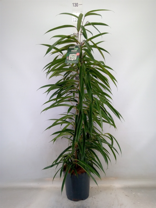 <h4>Ficus binn. 'Alii'</h4>
