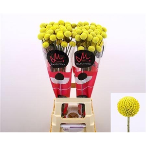 Craspedia Paintball Pop 80cm