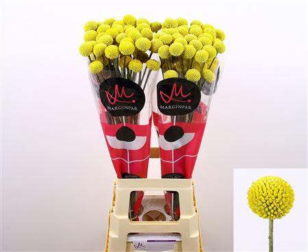 <h4>Craspedia Paintball Pop 80cm</h4>