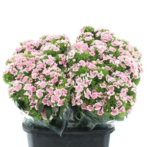 Di Barb Earl Pink Super