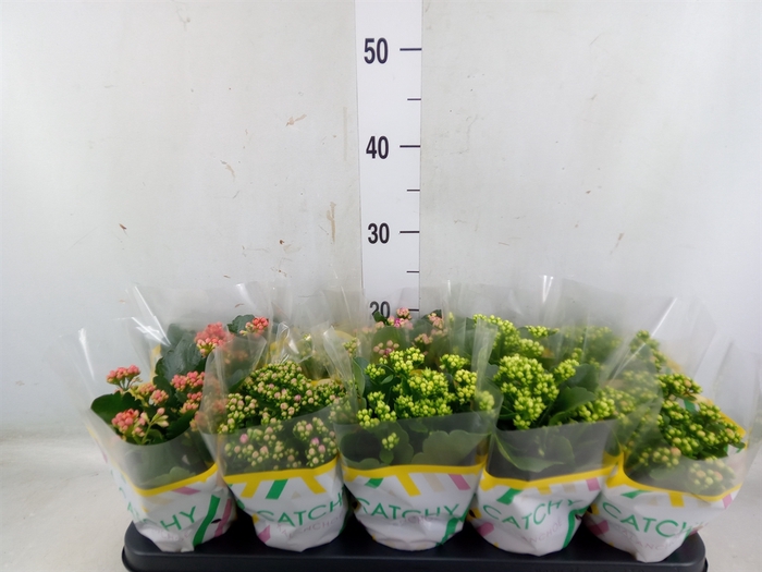 <h4>Kalanchoe blos.   ..rosebud mix  5</h4>