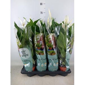 Spathiphyllum  'Sweet Ricardo'