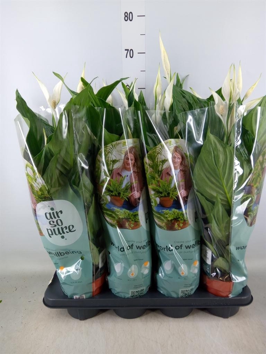 <h4>Spathiphyllum  'Sweet Ricardo'</h4>