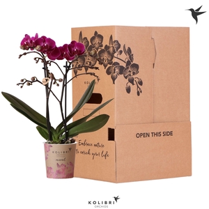 Kolibri Orchids Phalaenopsis Violet 2 spike no sleeve