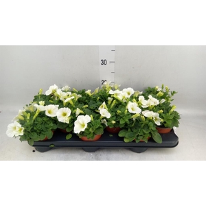 Petunia  'Famous White'