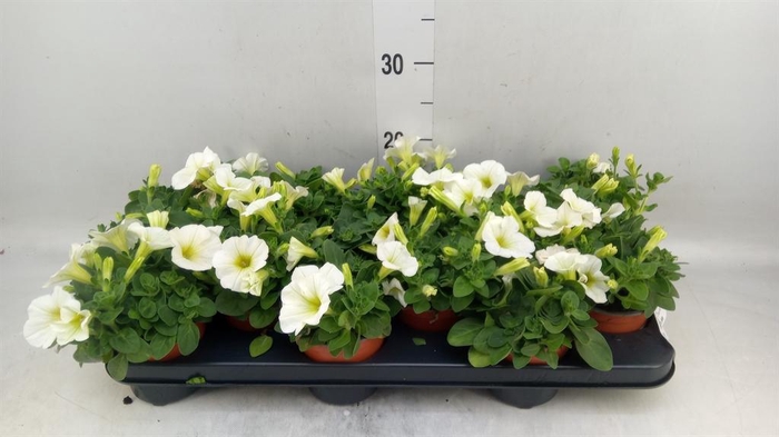 <h4>Petunia  'Famous White'</h4>