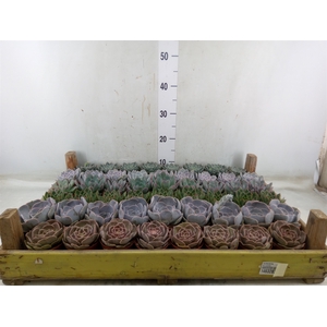Echeveria   ...