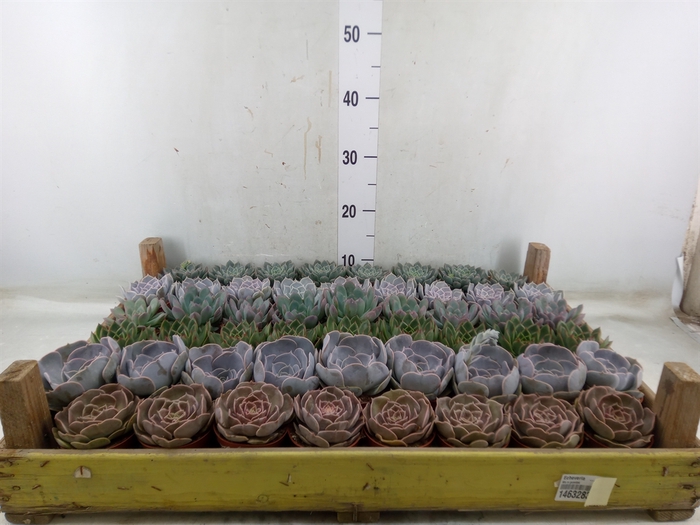 <h4>Echeveria   ...</h4>