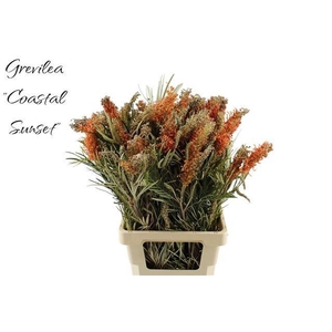 GREVI COASTAL SUNSET