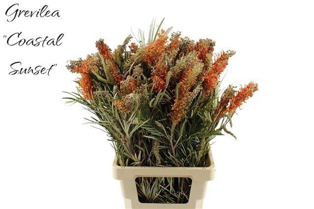 <h4>GREVI COASTAL SUNSET</h4>