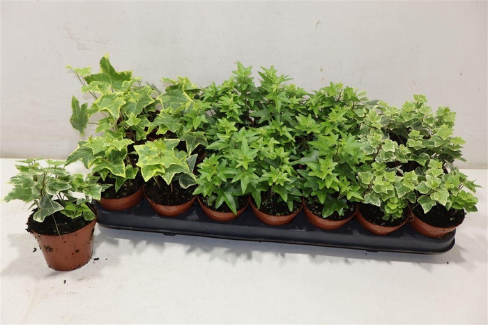 <h4>arr8 Hed He Gem</h4>