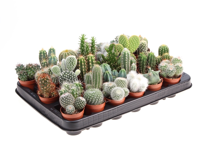 <h4>Cactus mix</h4>