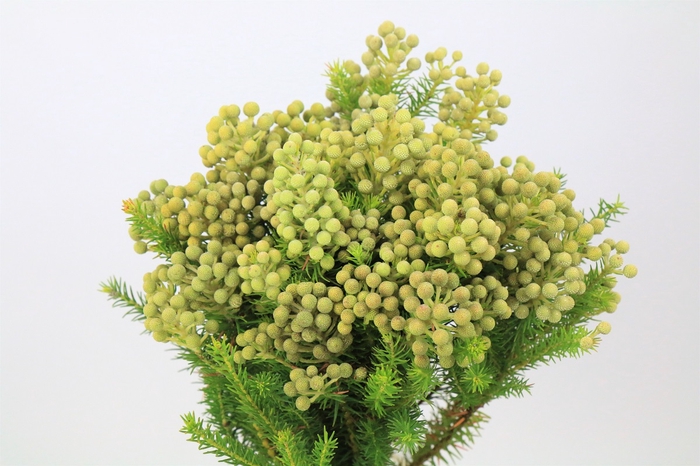 Kaaps Groen Palaecea