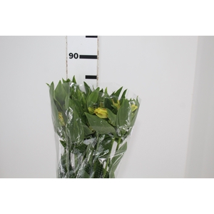 ALSTROEMERIA CINNAMON 080 CM