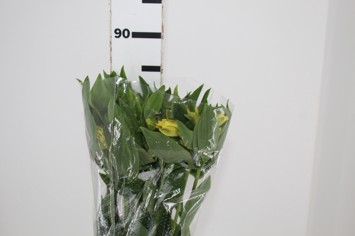 ALSTROEMERIA CINNAMON 080 CM