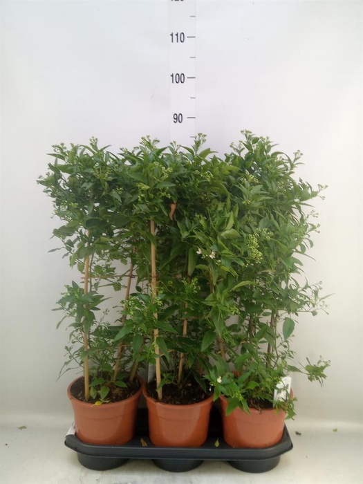 <h4>Solanum jasminoides</h4>