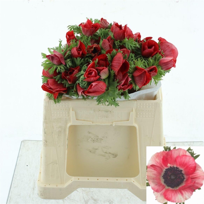 <h4>ANEM CO MIS + RED</h4>